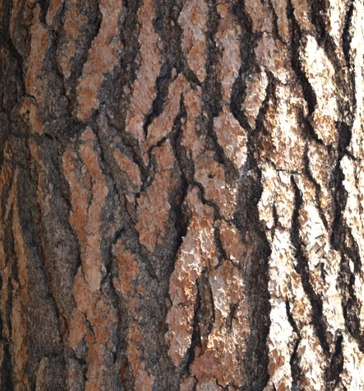 Pinus ponderosa Pin jaune à bois lourd