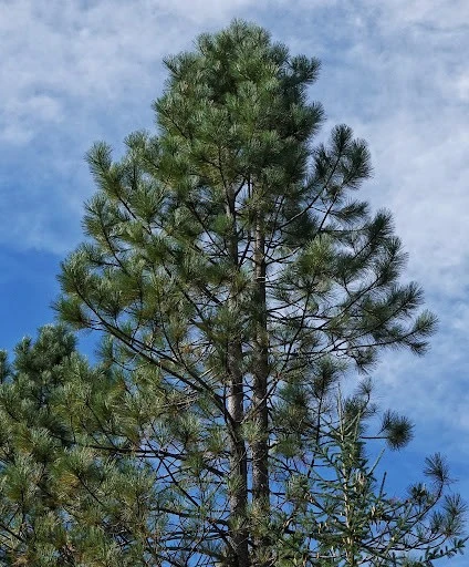 Pinus ponderosa Pin jaune à bois lourd