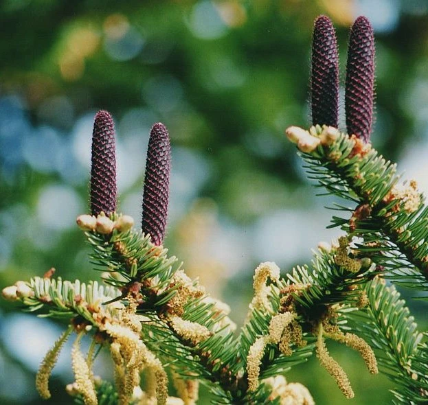 Abies homolepis Sapin de Nikko