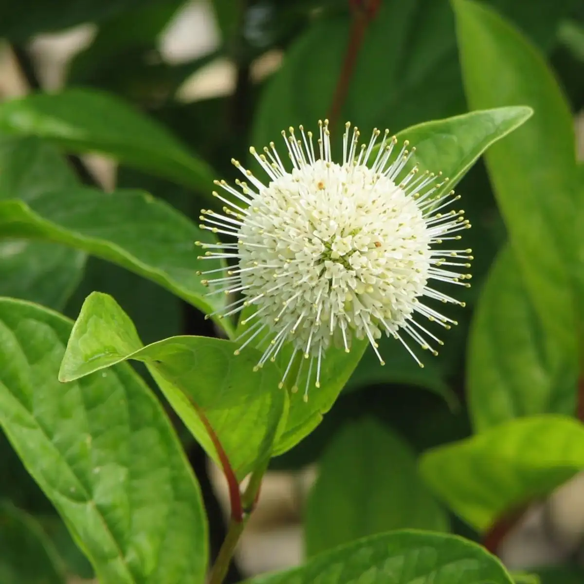 Cephalenthus occidentalis Bois bouton