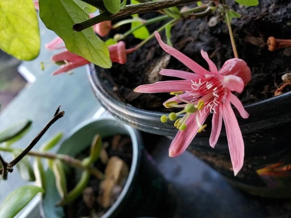Passiflora sanguinolenta