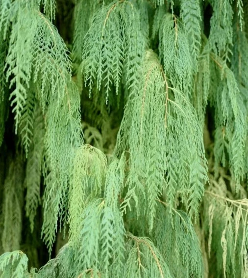 Cupressus cashmeriana Cyprès du Bhoutan
