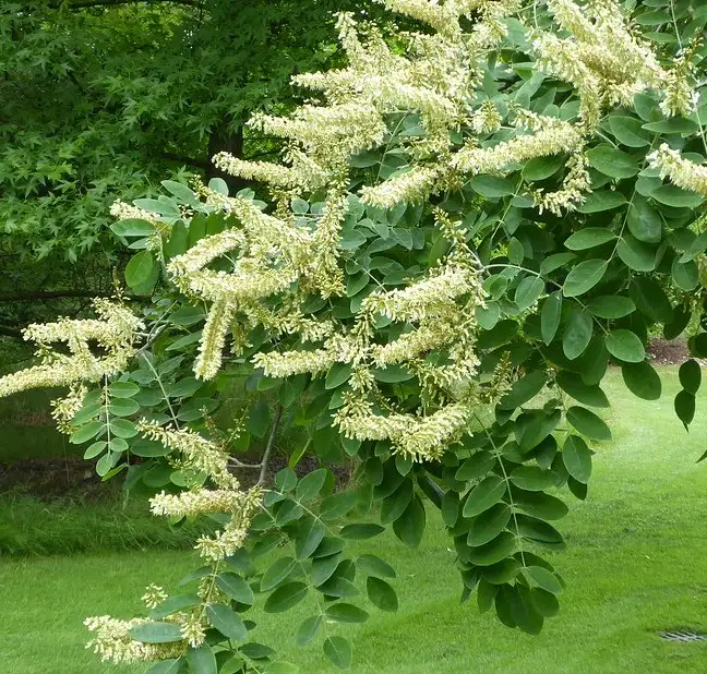 Maackia amurensis Maackie de l'Amour