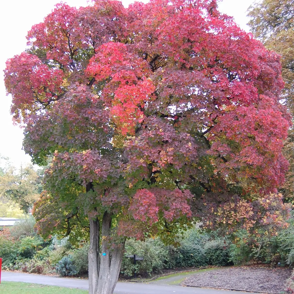 Cotinus obovatus Arbre à perruques d'Amérique