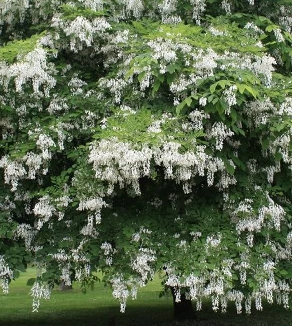 Cladastris lutea Virgillier à Bois jaune