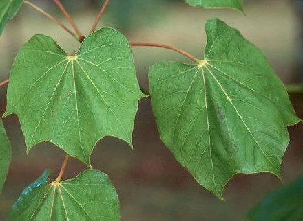 Firmiana simplex Arbre parasol Chinois