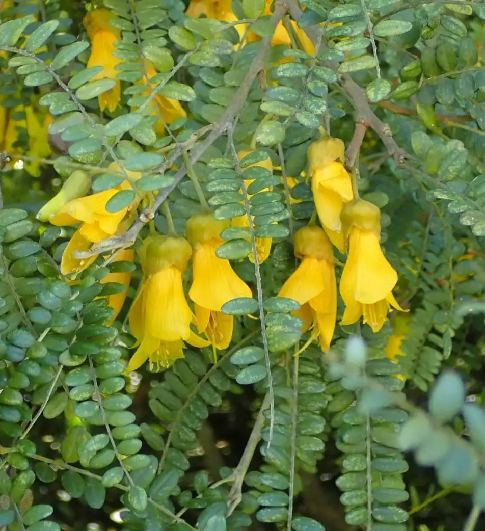Sophora tetraptera Sophora à quatres ailes