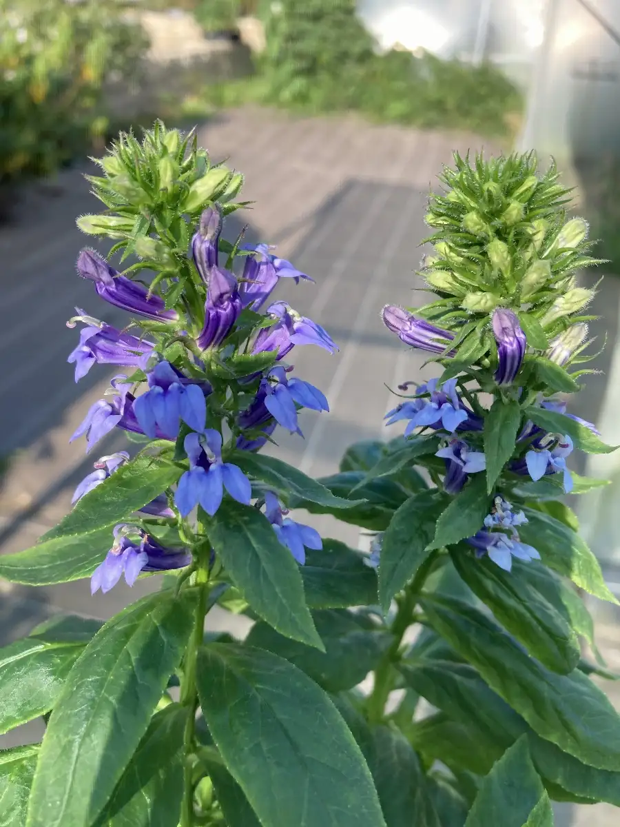 Lobelia siphilitica Lobelia bleu vivace