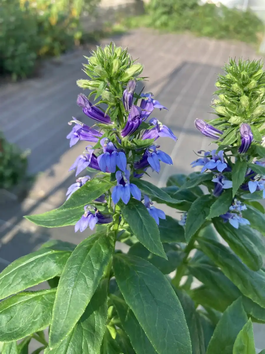 Lobelia siphilitica Lobelia bleu vivace
