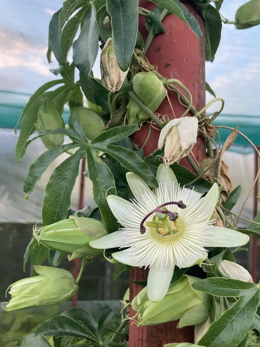 Passiflora caerula 'constance elliot' Passiflore blanche