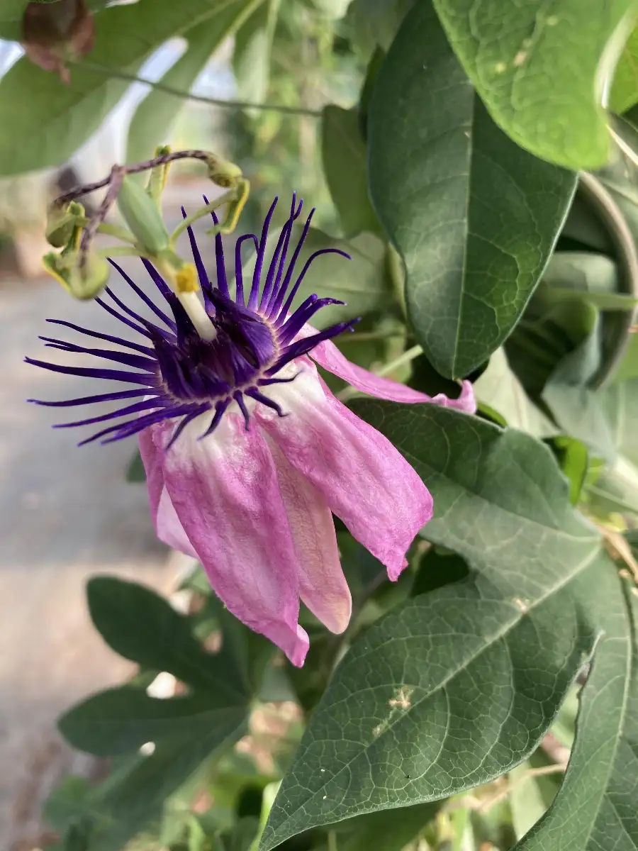 Passiflora 'San Marco'