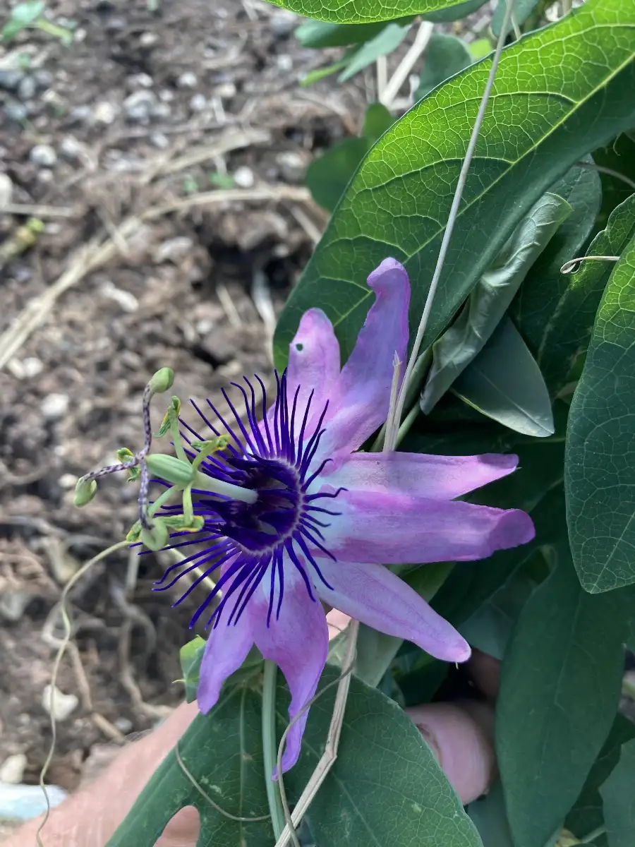Passiflora 'San Marco'