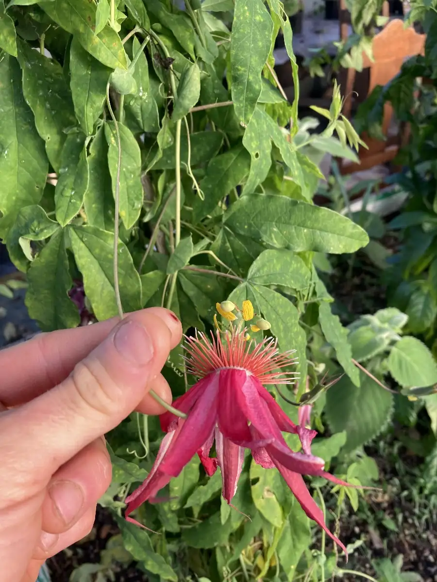Passiflora semiciliosa
