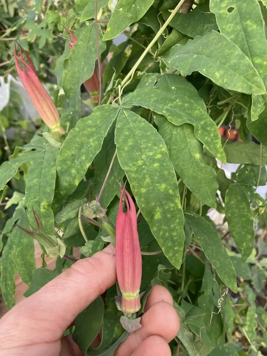 Passiflora semiciliosa