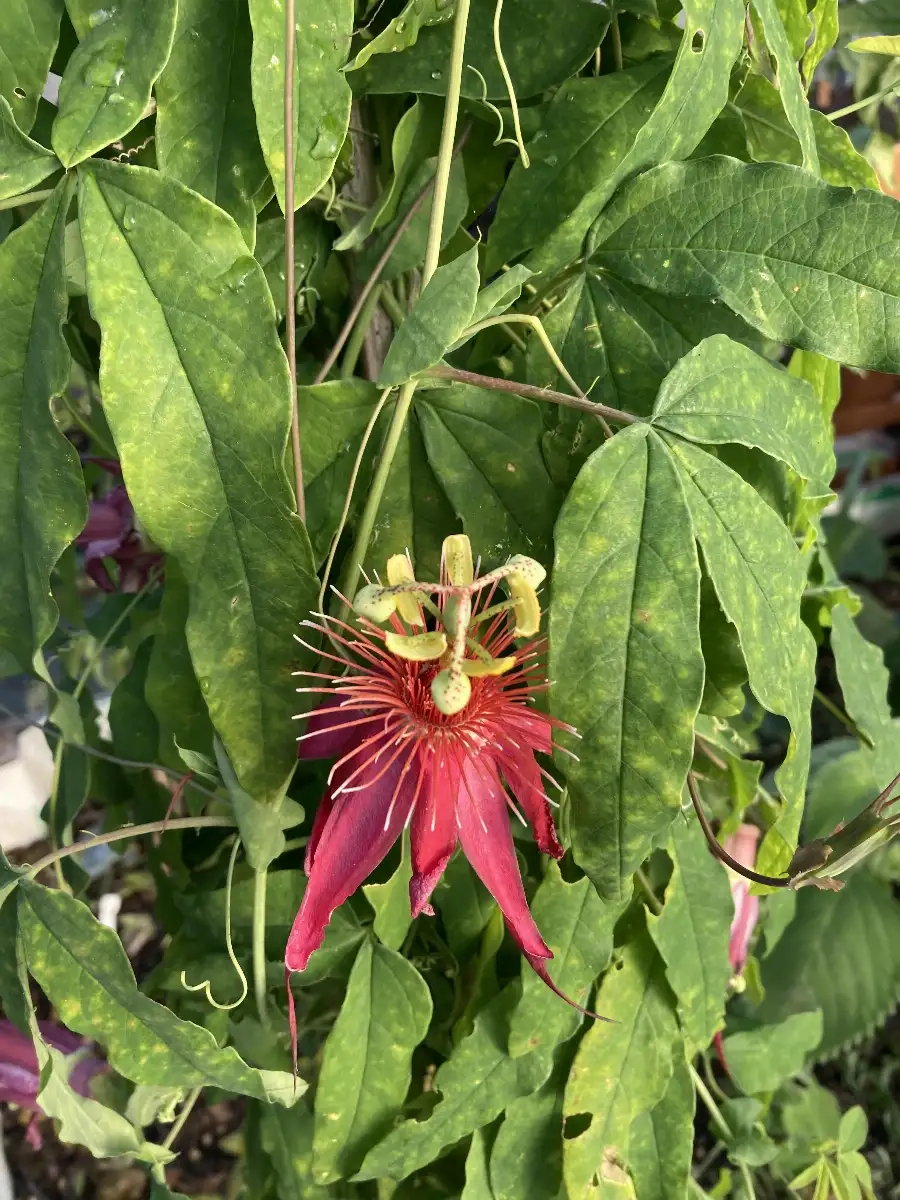 Passiflora semiciliosa
