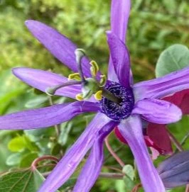 Passiflora umbillicata Passiflore Ombeline à fleurs violette