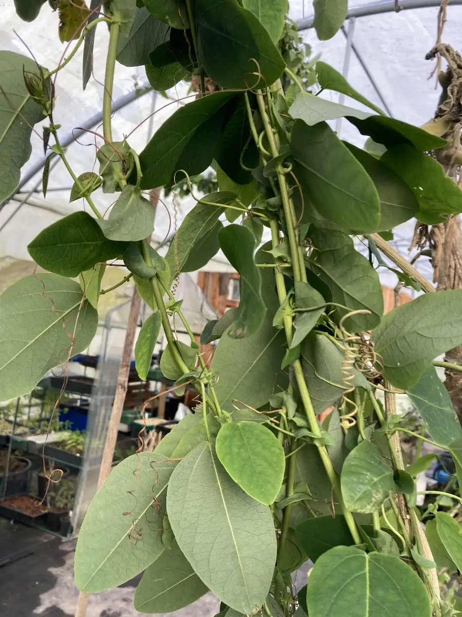 Passiflora actinia Passiflora anémone