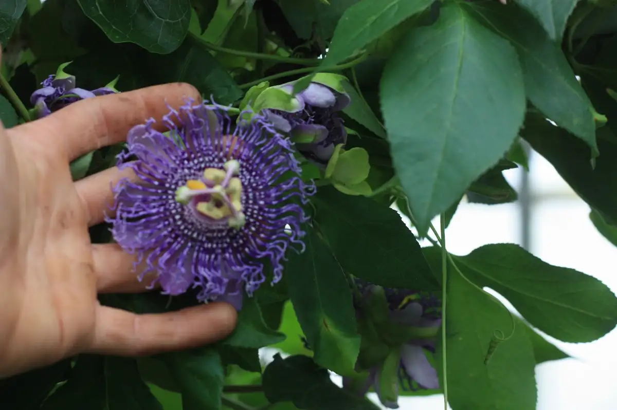 Passiflora 'Fata Confetto'