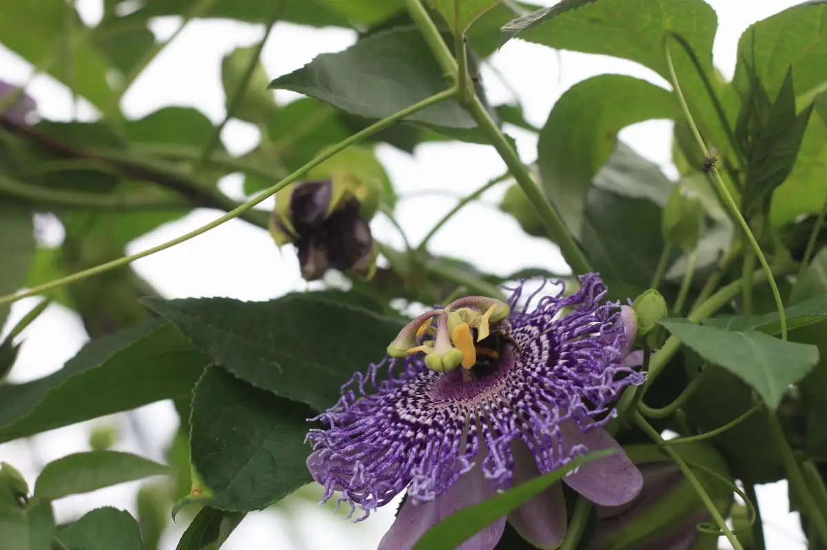 Passiflora 'Fata Confetto'