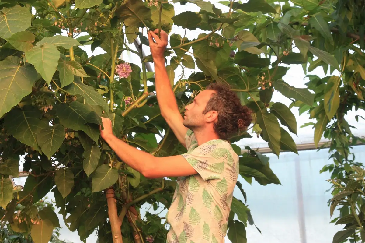 Passiflora 'Fata Confetto'