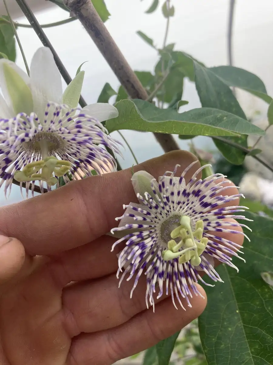 Passiflora tucumanensis