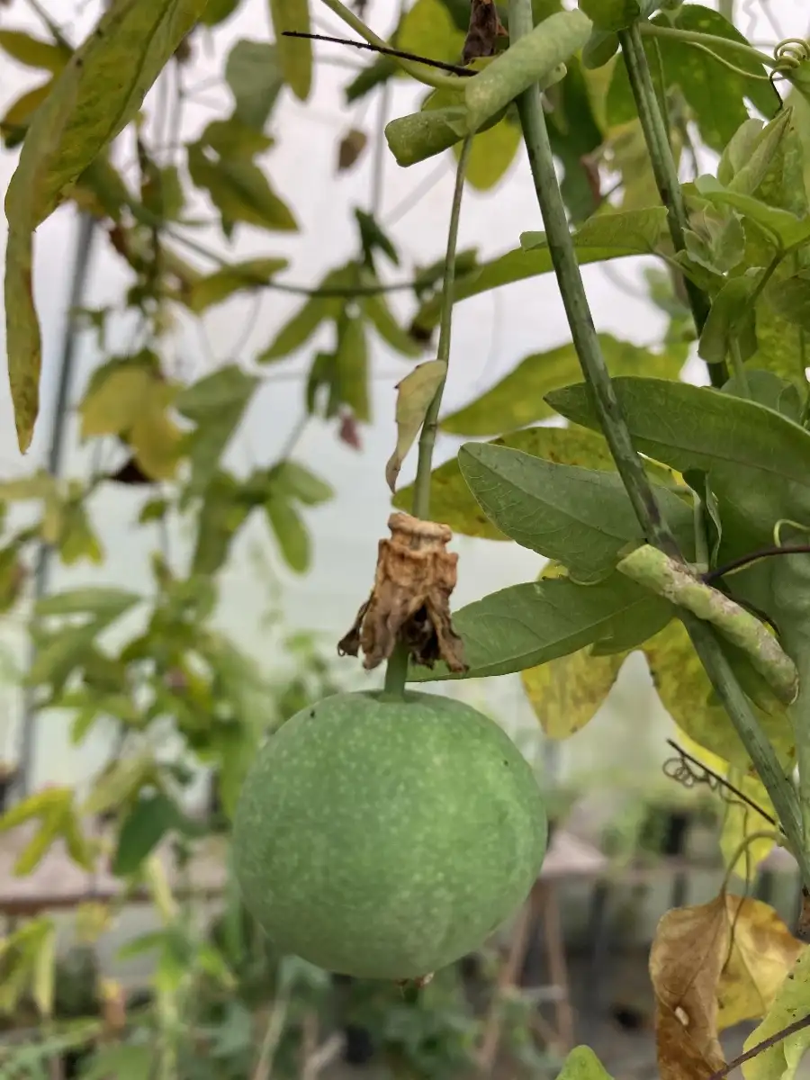 Passiflora tucumanensis