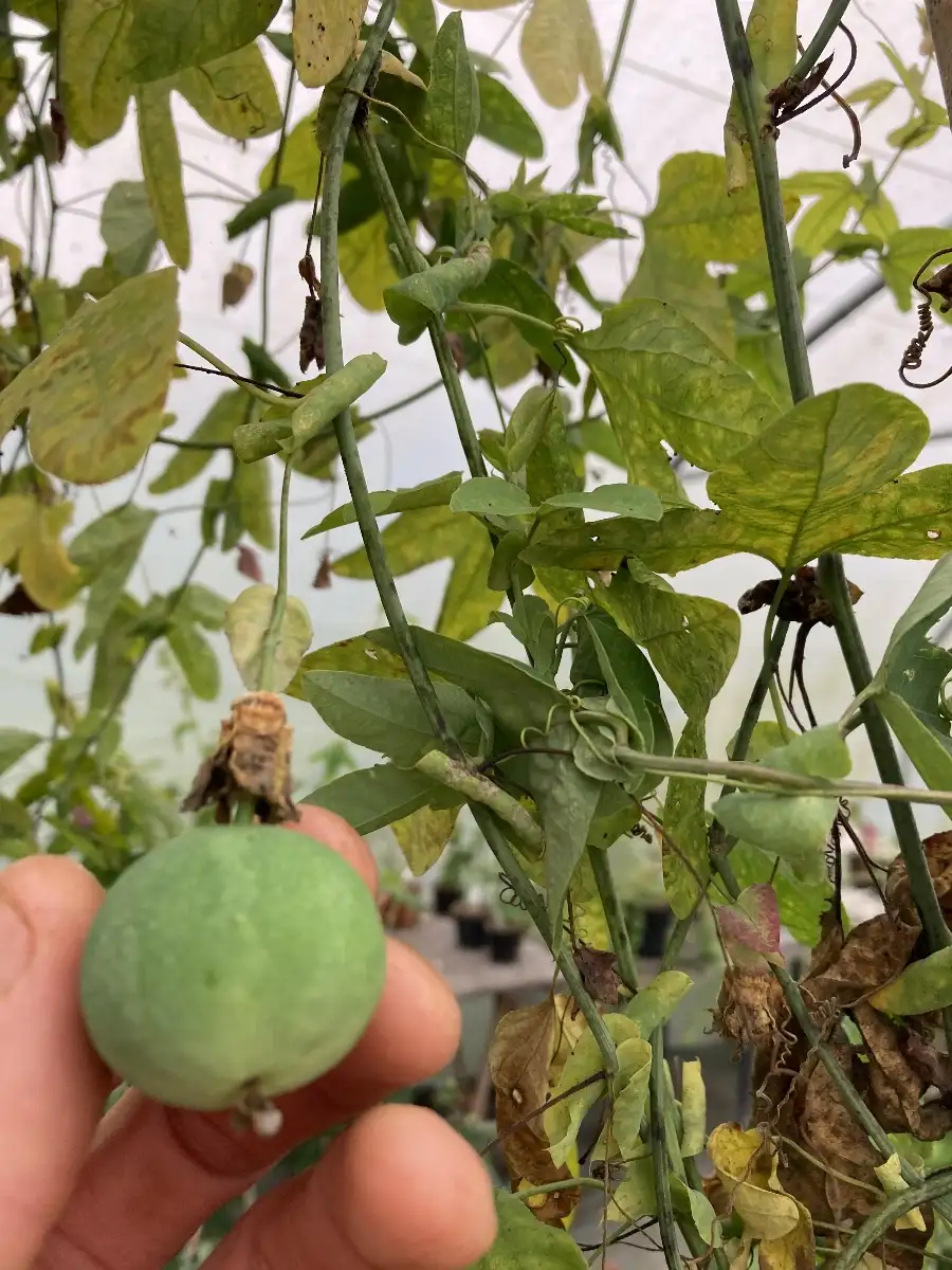 Passiflora tucumanensis