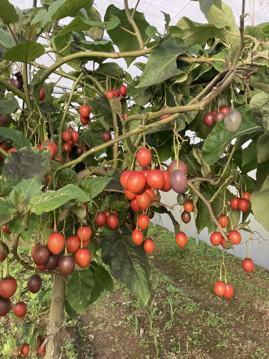 Solanum Betaceum  Arbre à Tomate rouge