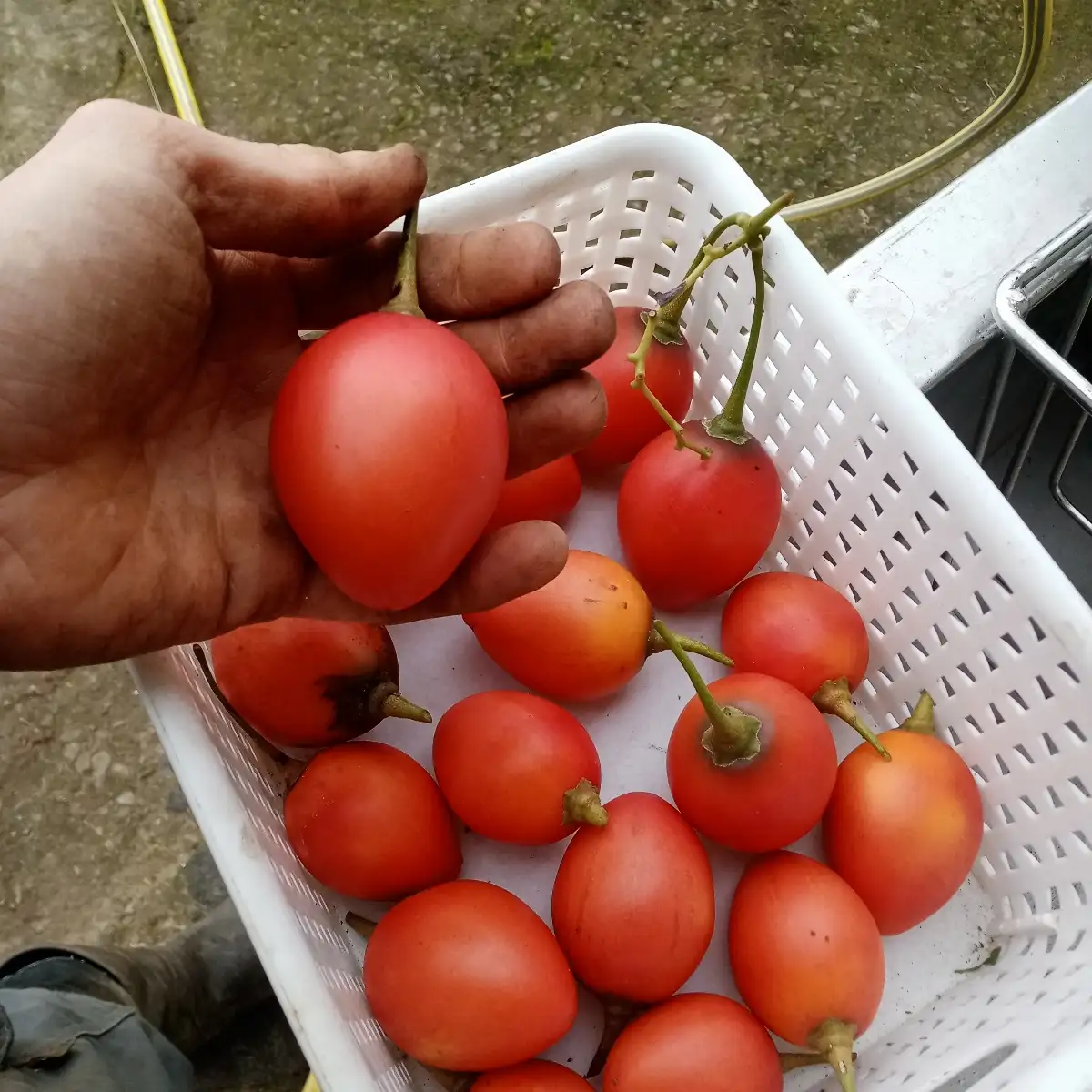 Solanum Betaceum  Arbre à Tomate rouge