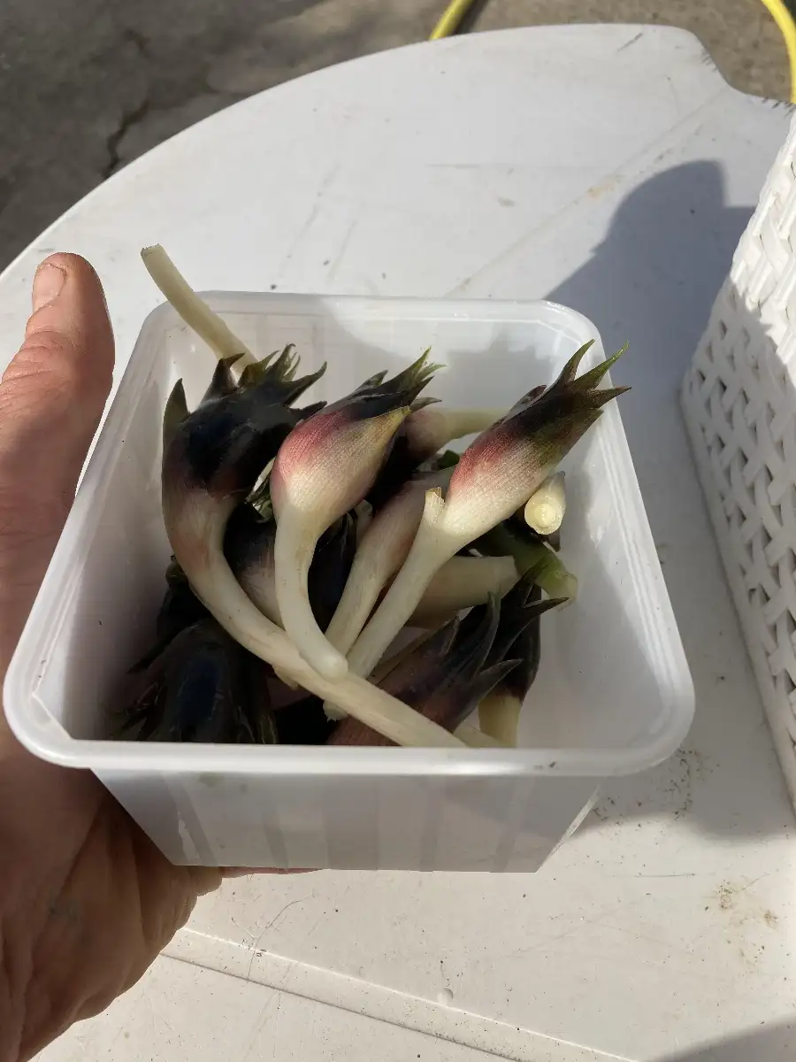 Zingiber miogga Gingembre japonnais