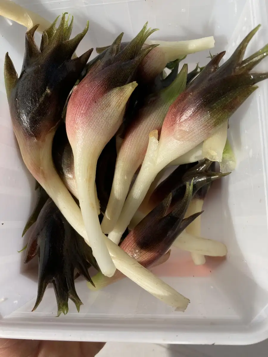 Zingiber miogga Gingembre japonnais