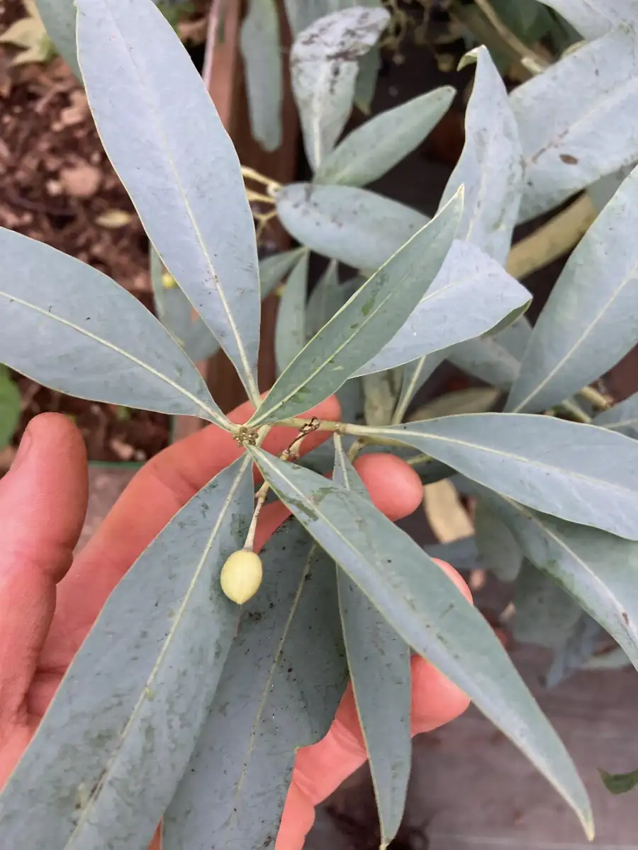 Solanum glaucophullm