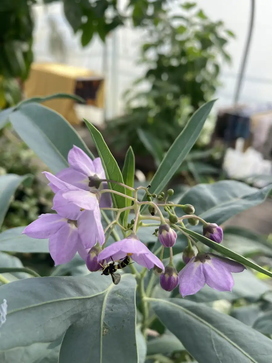 Solanum glaucophullm