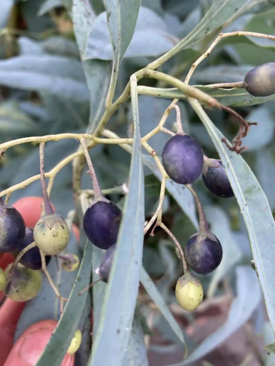 Solanum glaucophullm