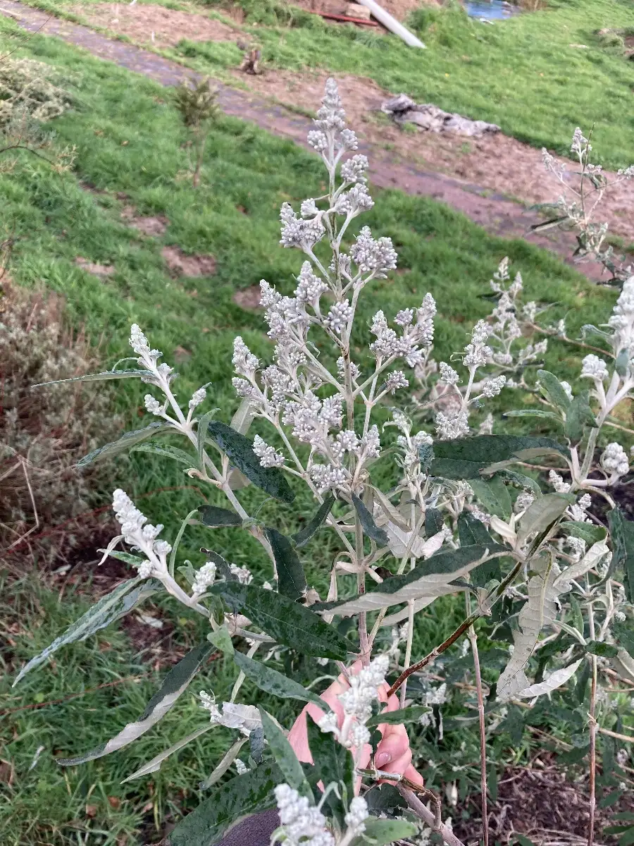 Buddleia officinalis Buddleia officinale