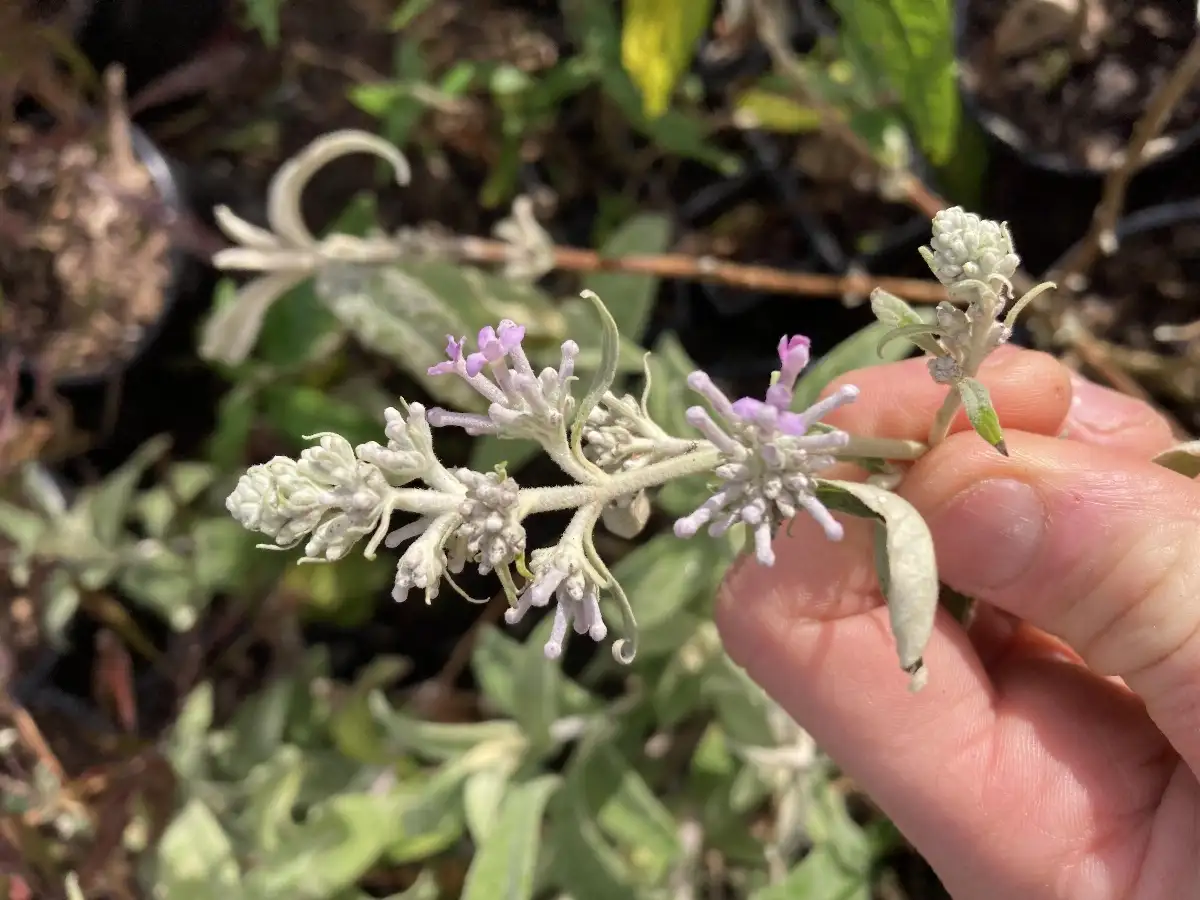 Buddleia officinalis Buddleia officinale