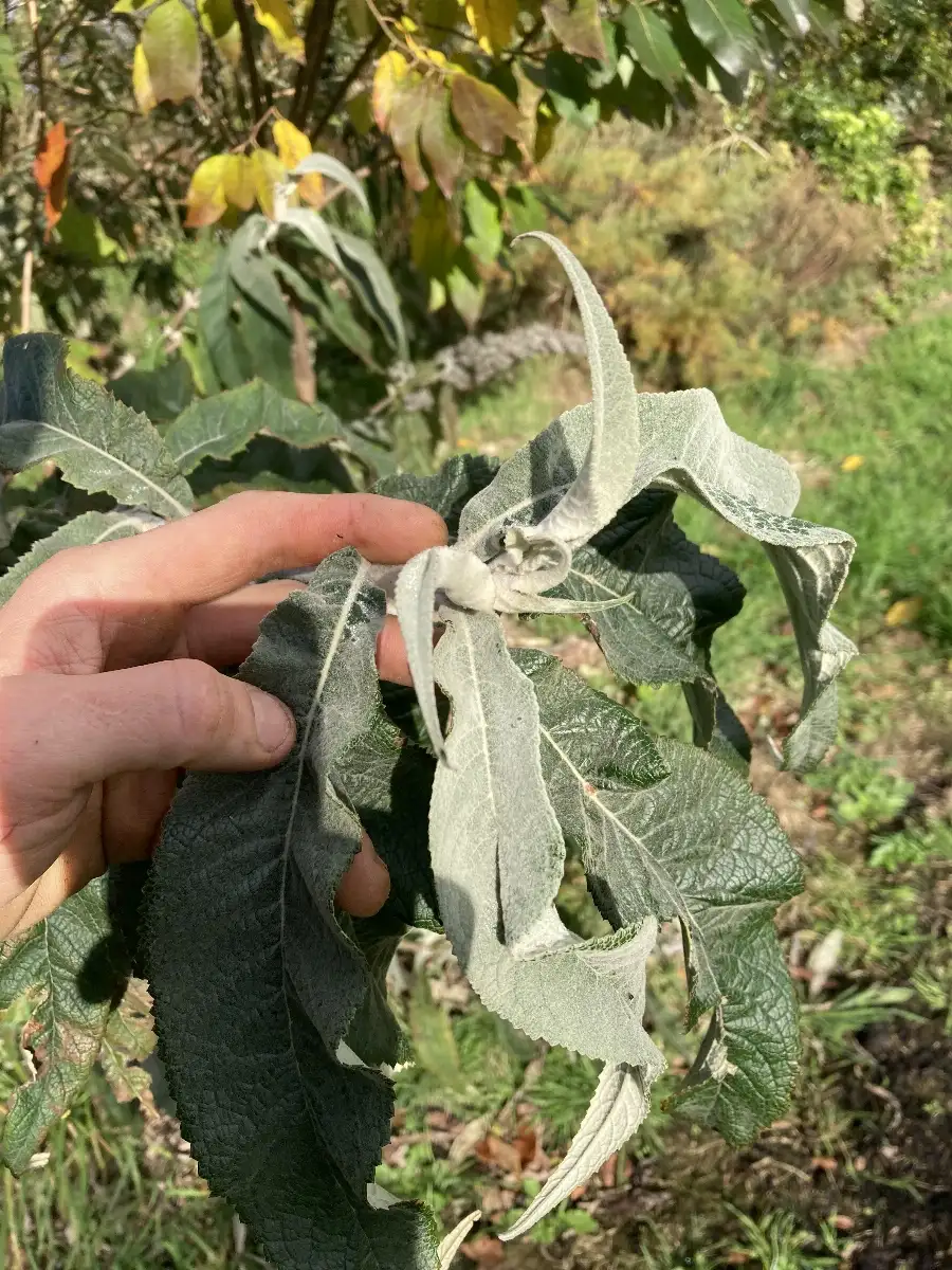 Buddleja yunnanensis syn. Buddleja nivea