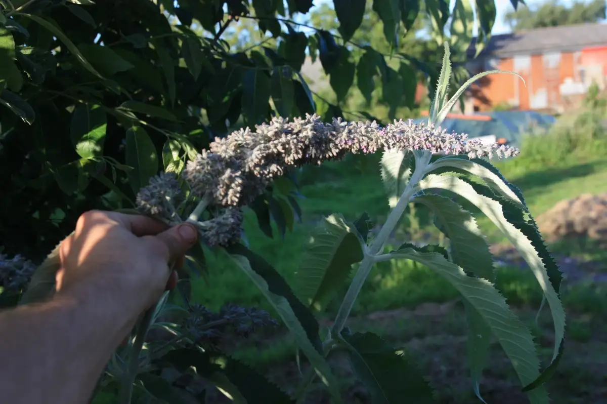 Buddleja yunnanensis syn. Buddleja nivea