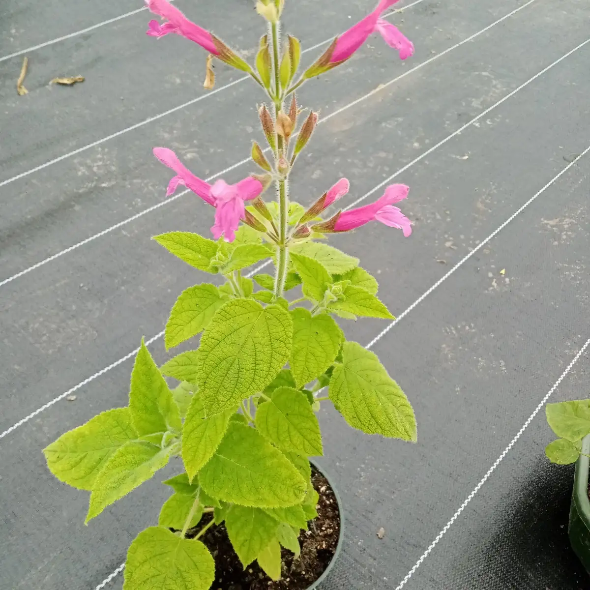 Salvia dorisiana Sauge fruit exotique