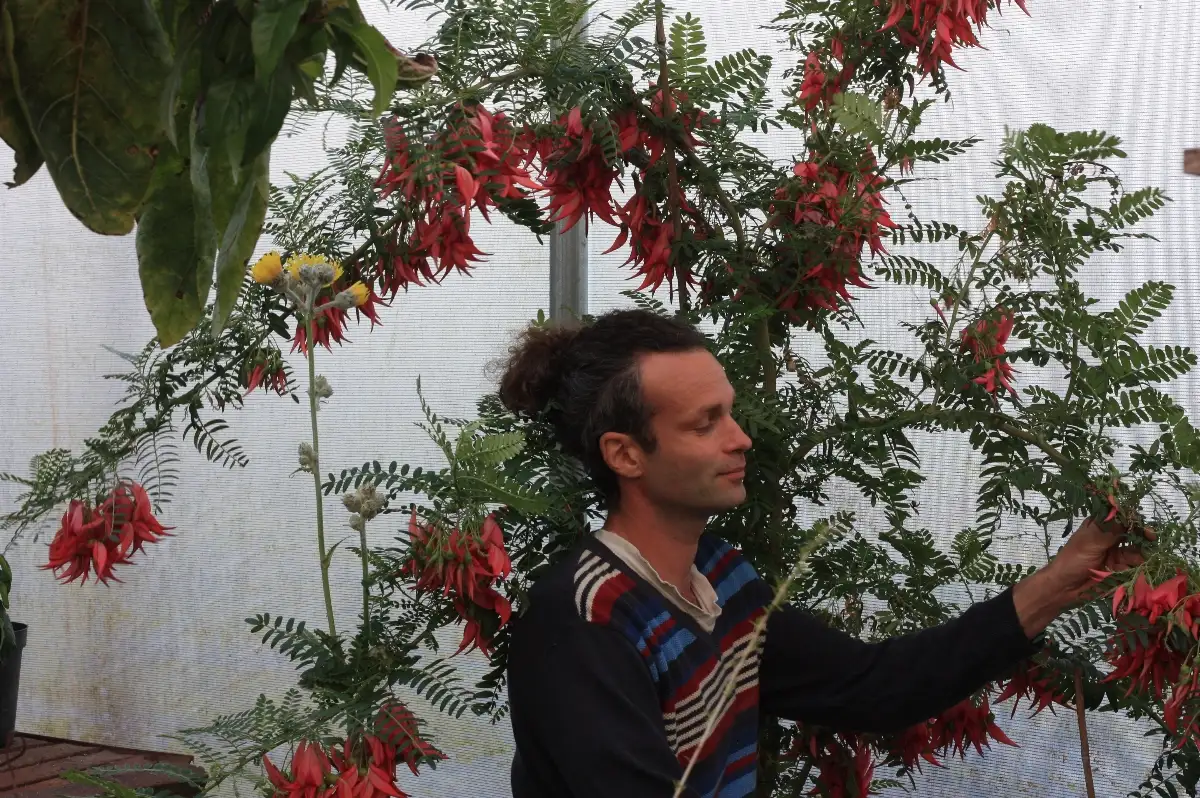 Clianthus puniceus Pince de Homard