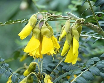 Sophora microphylla 'sunking'