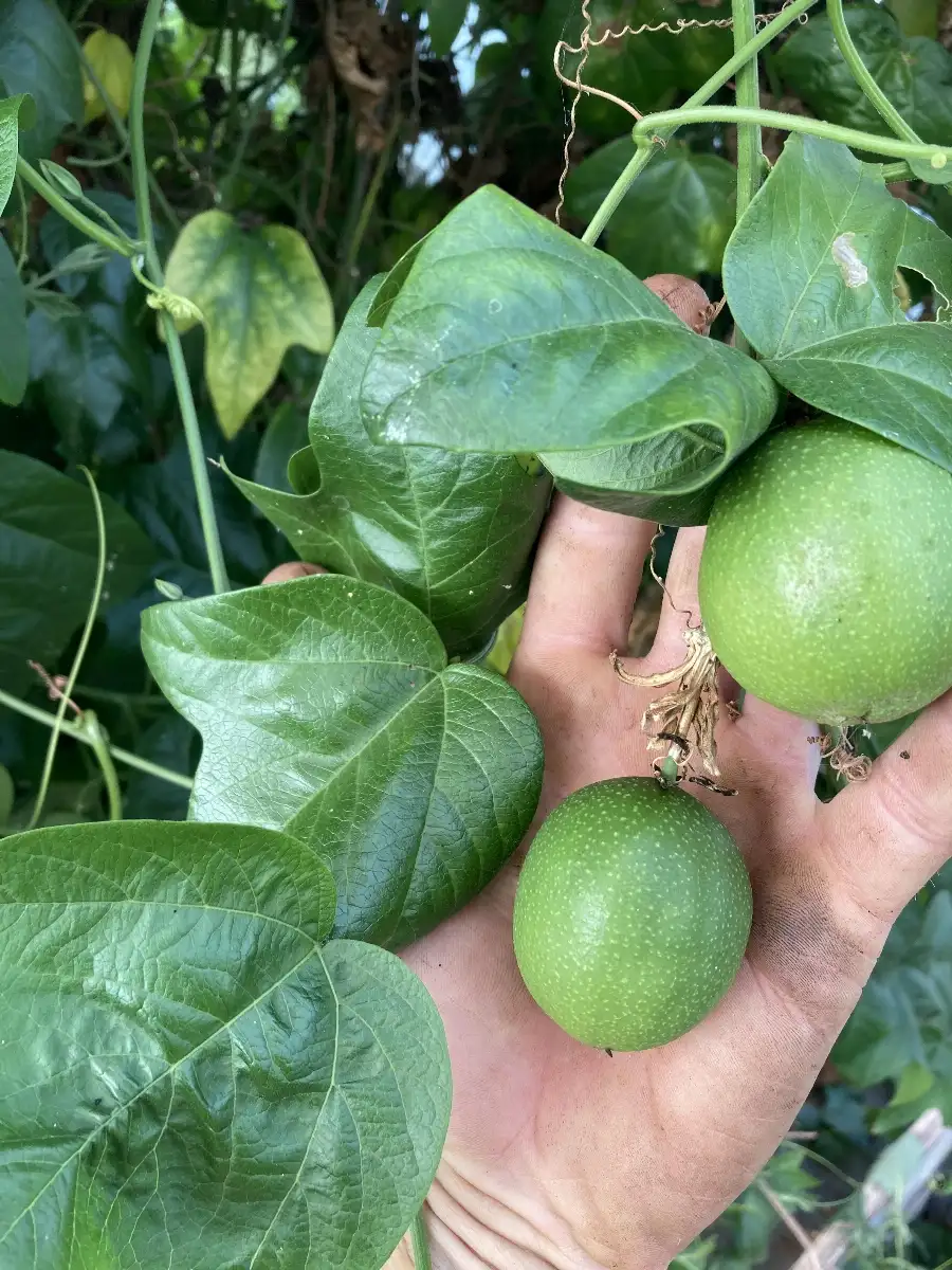 Passiflora herbertiana  Passion verte d'Australie