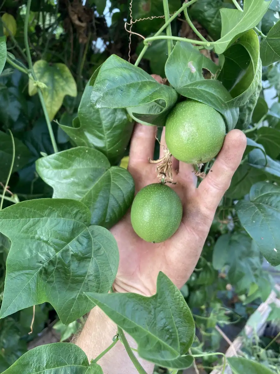 Passiflora herbertiana  Passion verte d'Australie