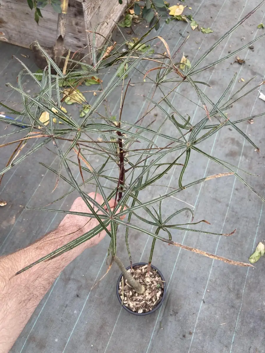 Brachychiton rupestris