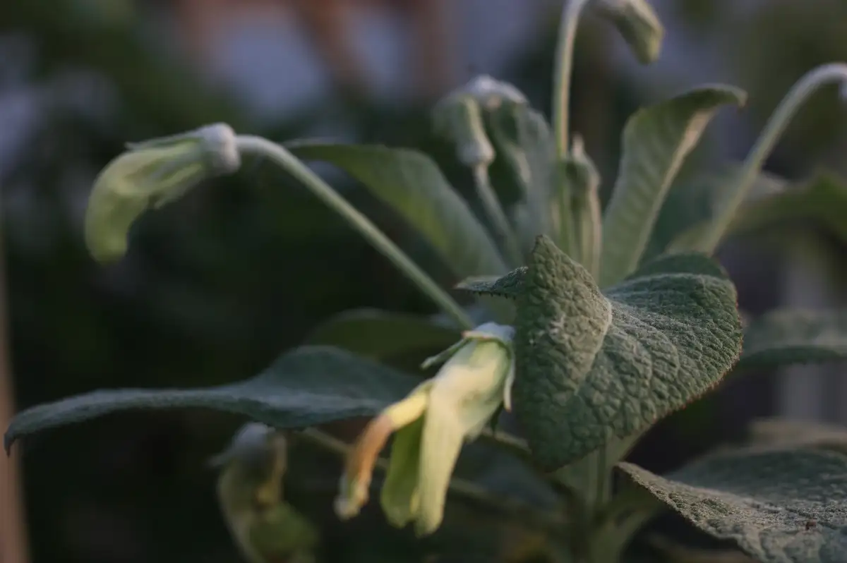 Siphocampylus umbellalus  Siphocampyle en ombelle