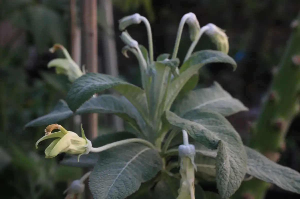 Siphocampylus umbellalus  Siphocampyle en ombelle