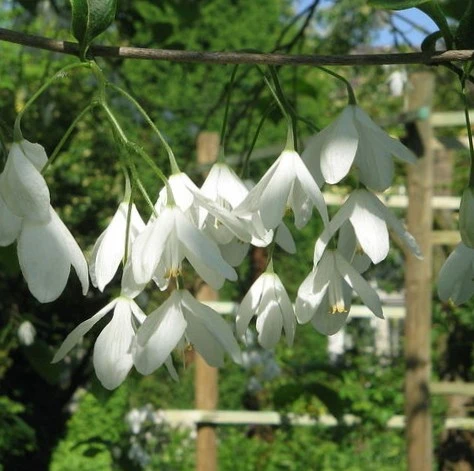 Halesia carolina Arbre aux cloches d'argent