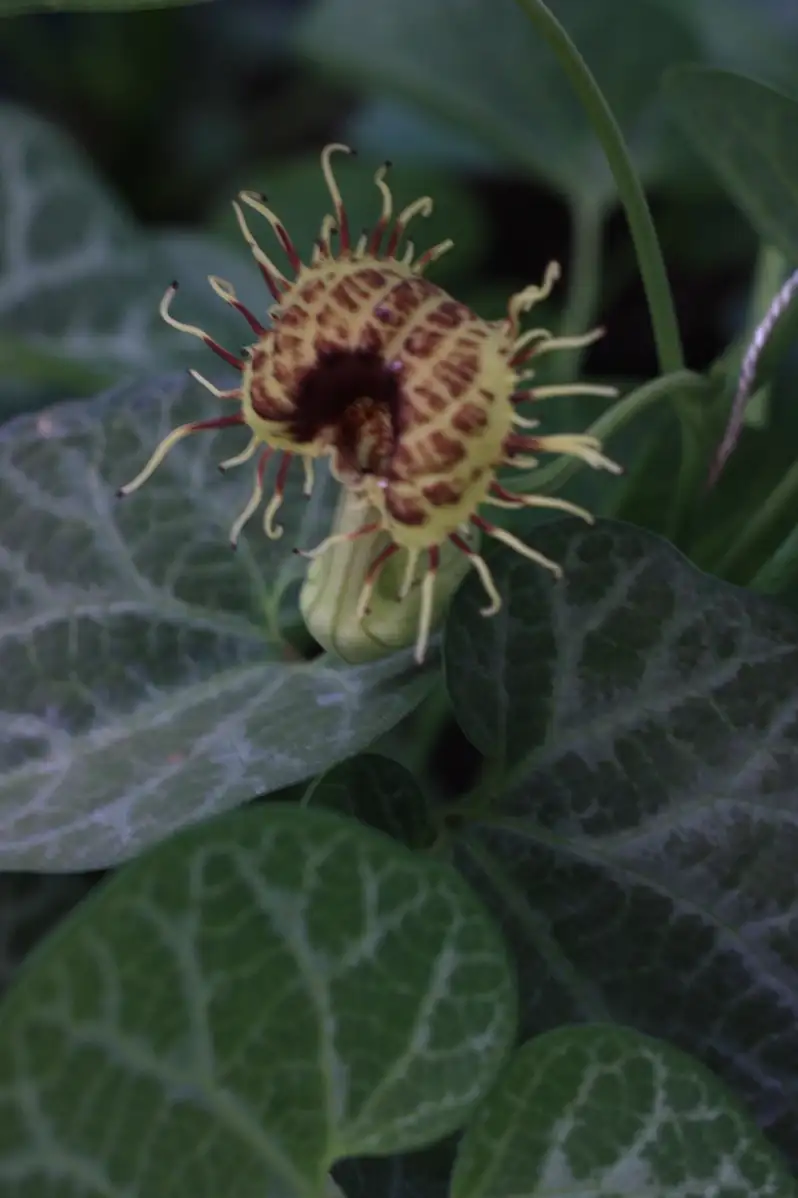 Aristolochia fimbriata Pipe de Hollandais à veine blanche