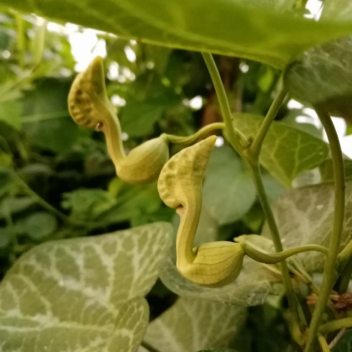 Aristolochia fimbriata Pipe de Hollandais à veine blanche