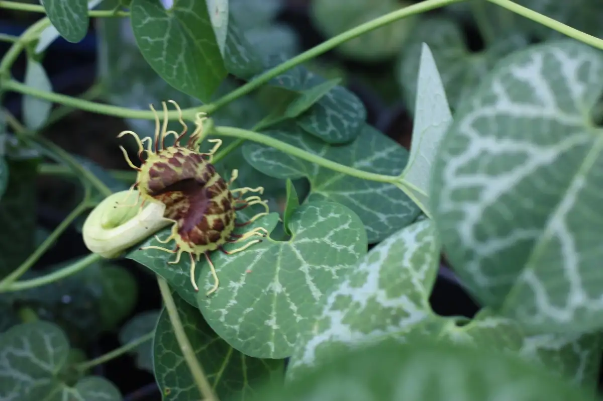Aristolochia fimbriata Pipe de Hollandais à veine blanche